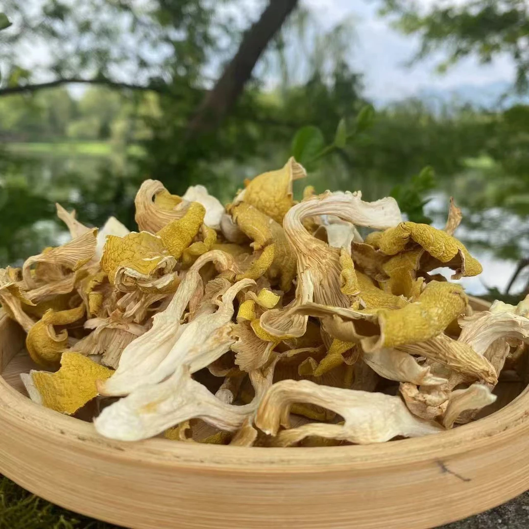 高山 农家 鸡油菌1