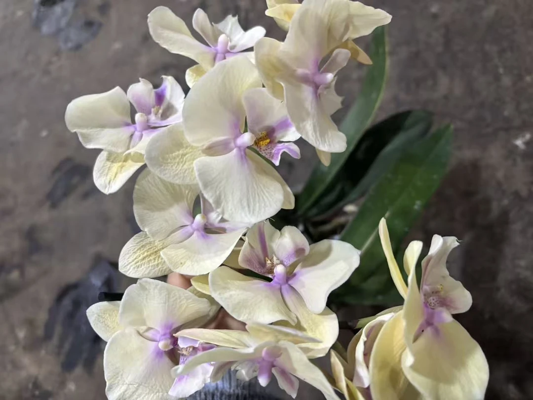 蝴蝶兰——[奶酪] 开花发货