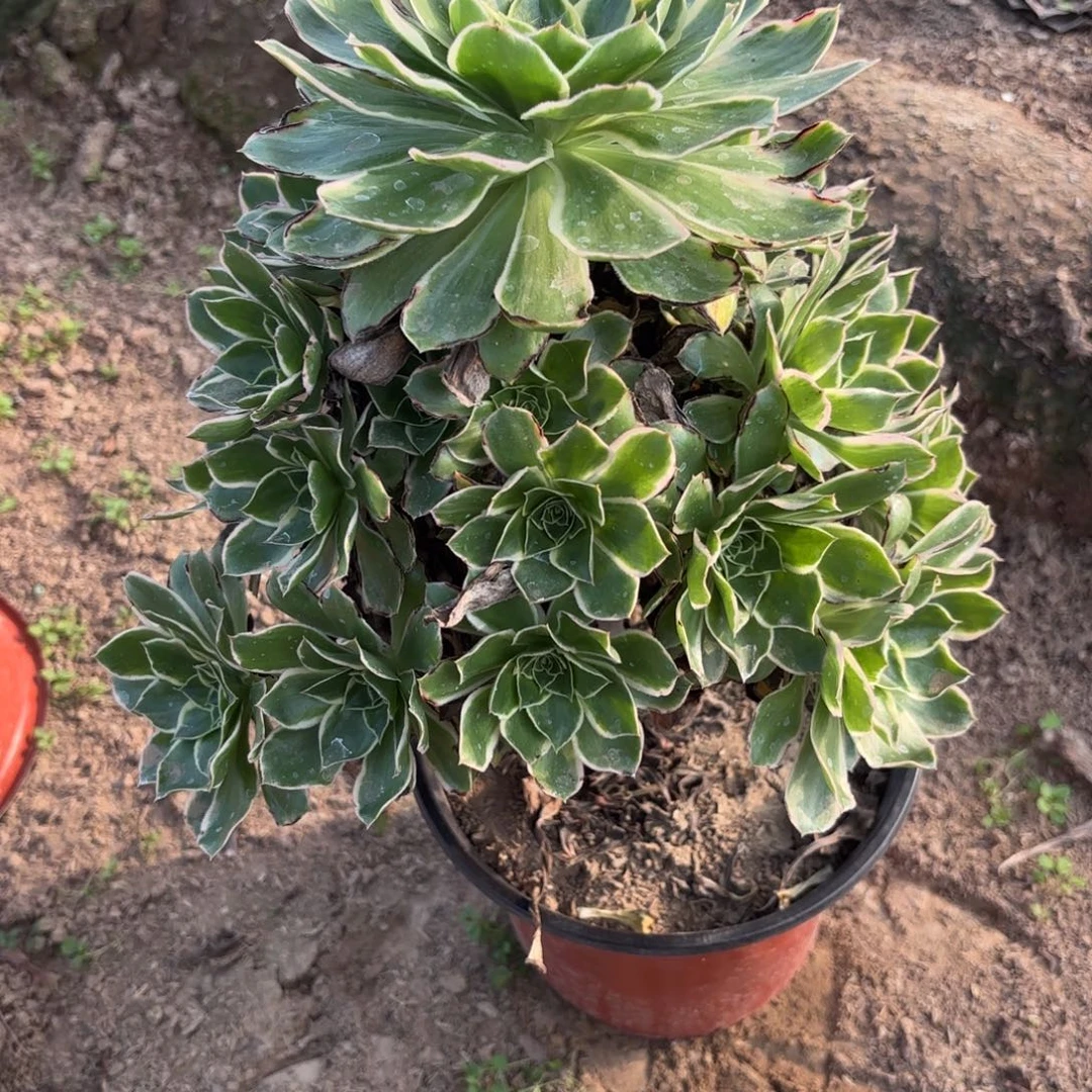 P. 1048绿玫瑰白多肉，？ade