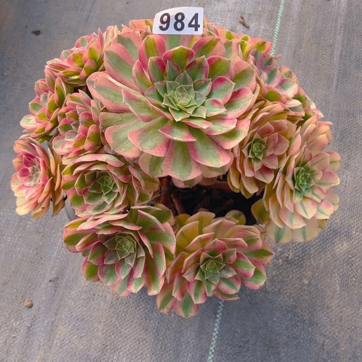 984老庄多肉法师雨荷