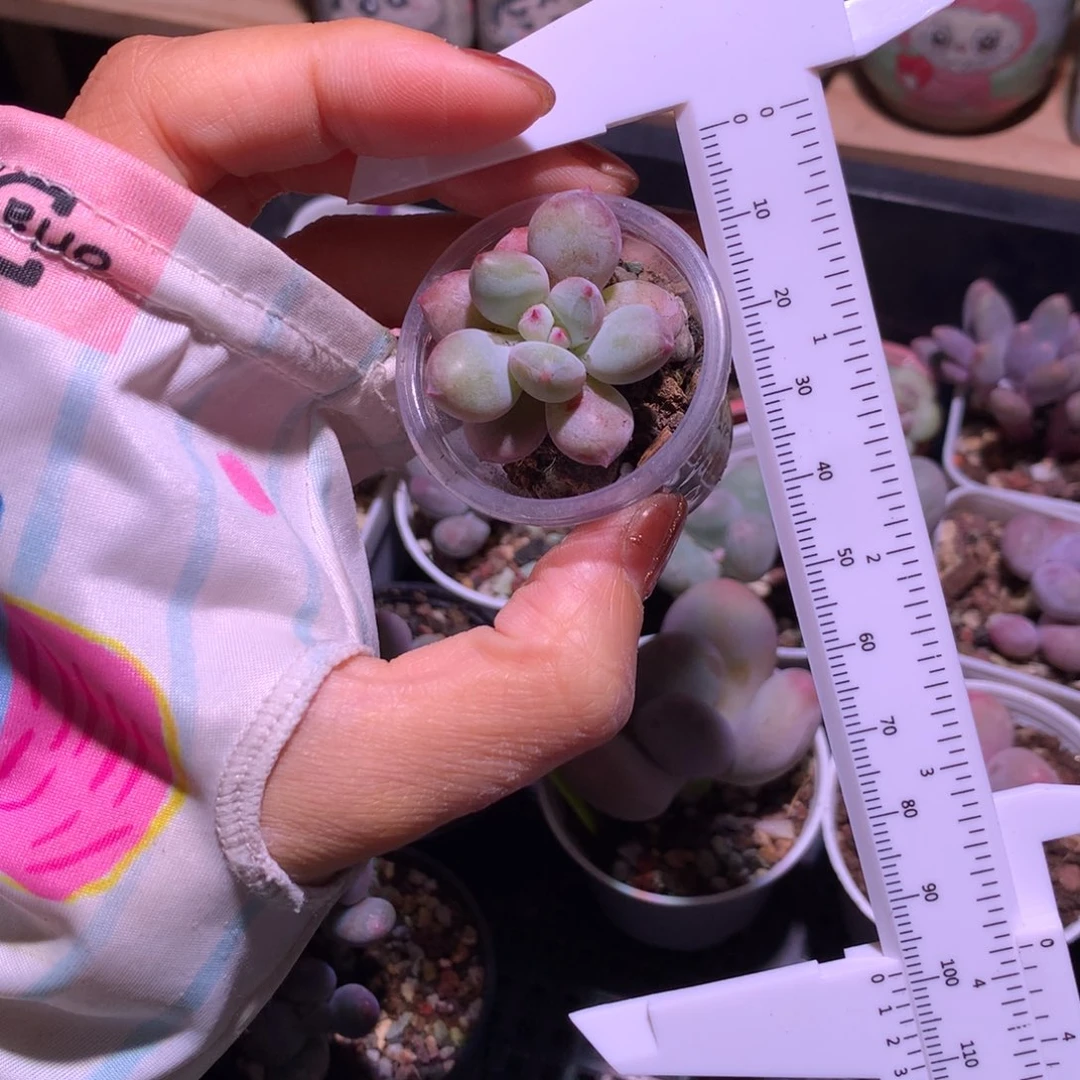 奶团子哈哈哈哈哈哈