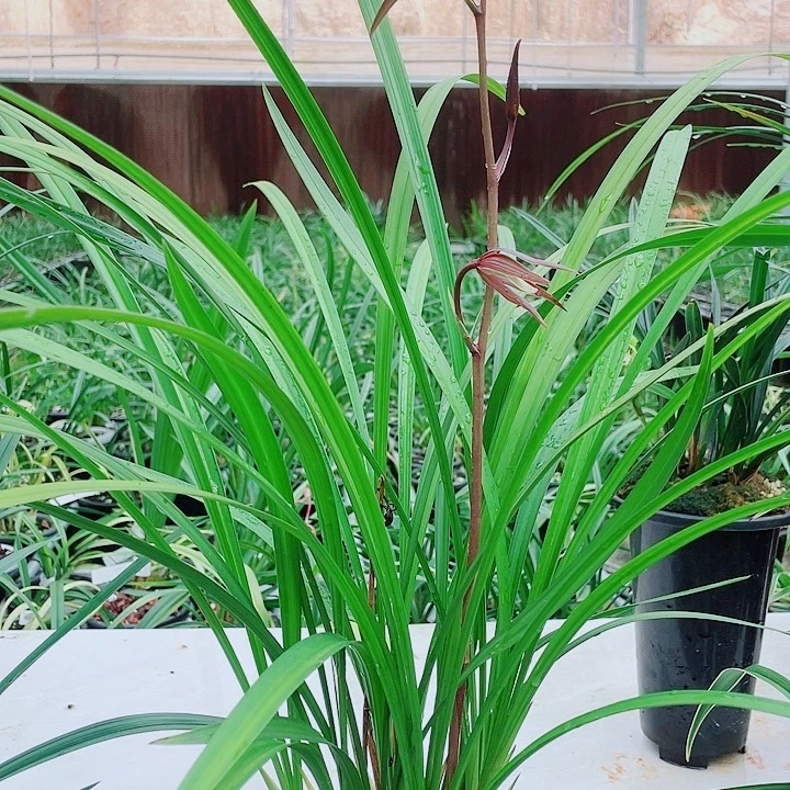 打***宇无花朵一物一拍开花