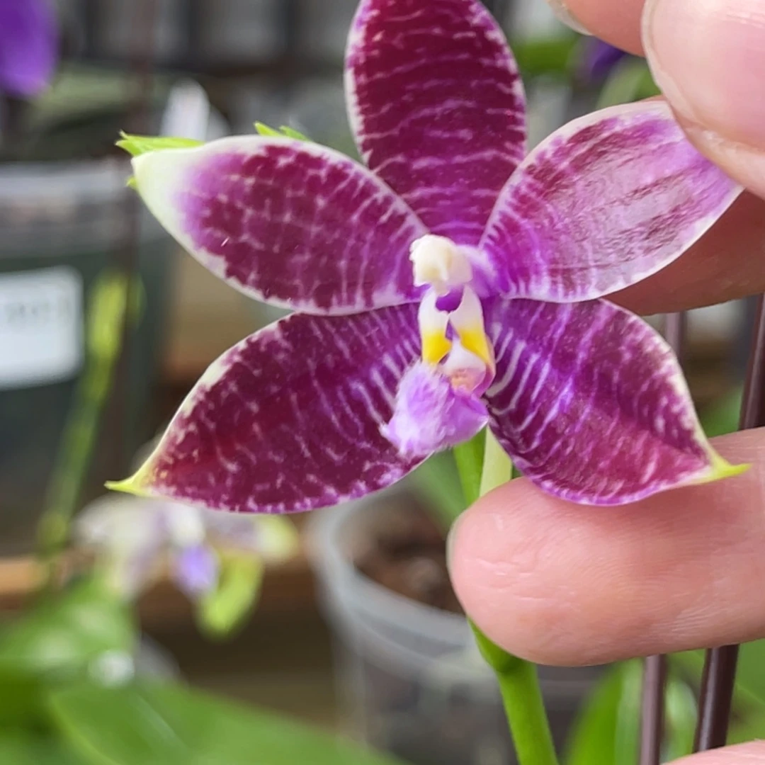 完全开放盾花交1826-1337