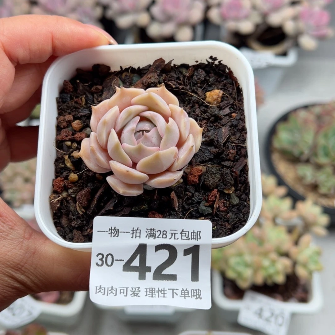 露娜莲多肉多肉多肉多肉