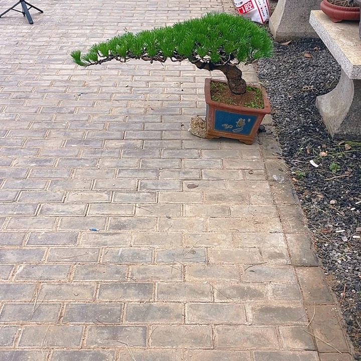 完全开放老桩临水黑松盆景