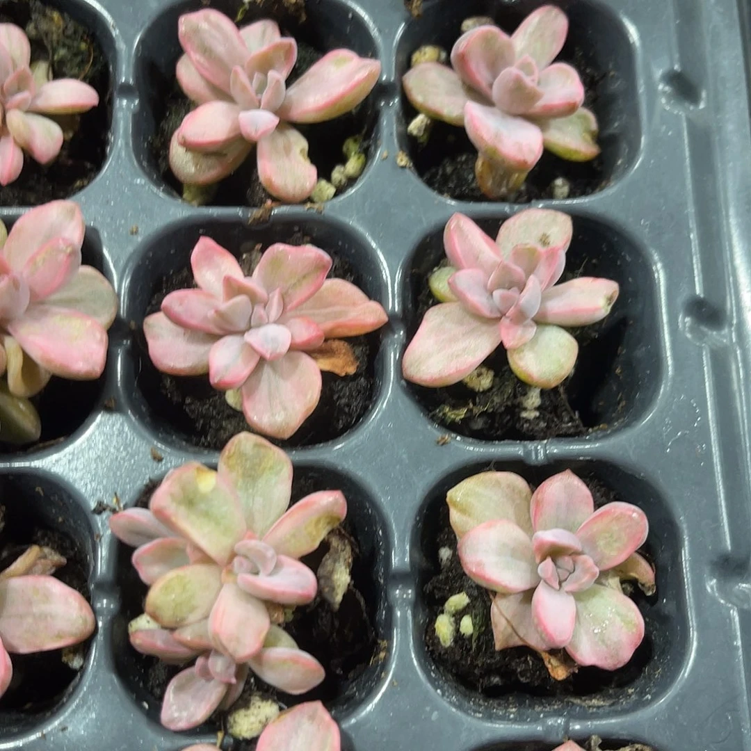 精品石化彩虹糖拉丝锦