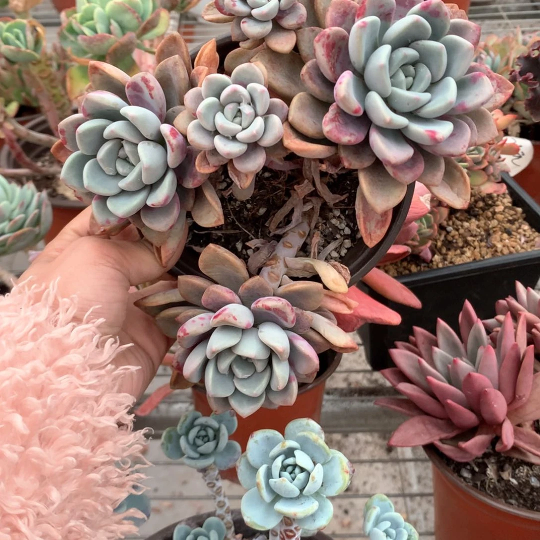 星*花斑露多肉植物群生