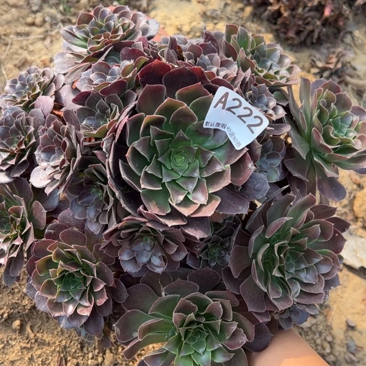 荷兰玫瑰多肉植物222.