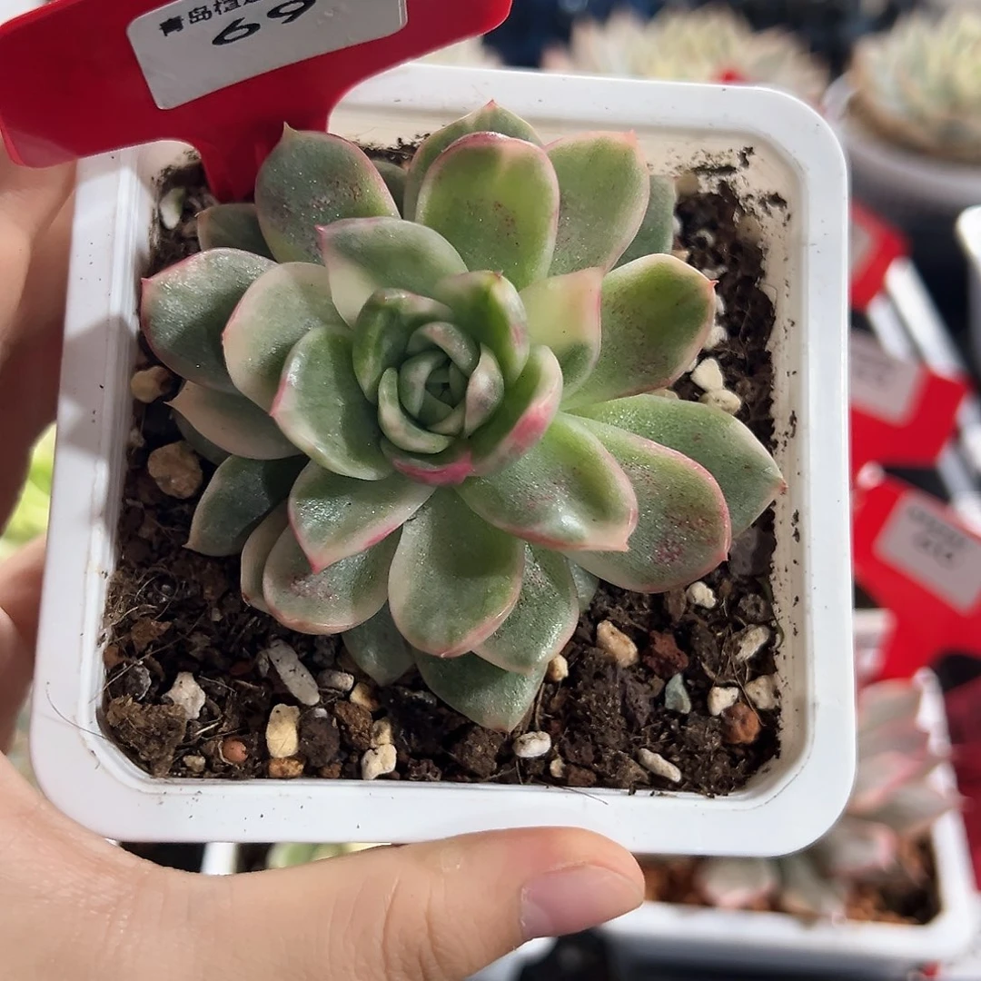 69号弗洛瑞安娜锦多肉植物