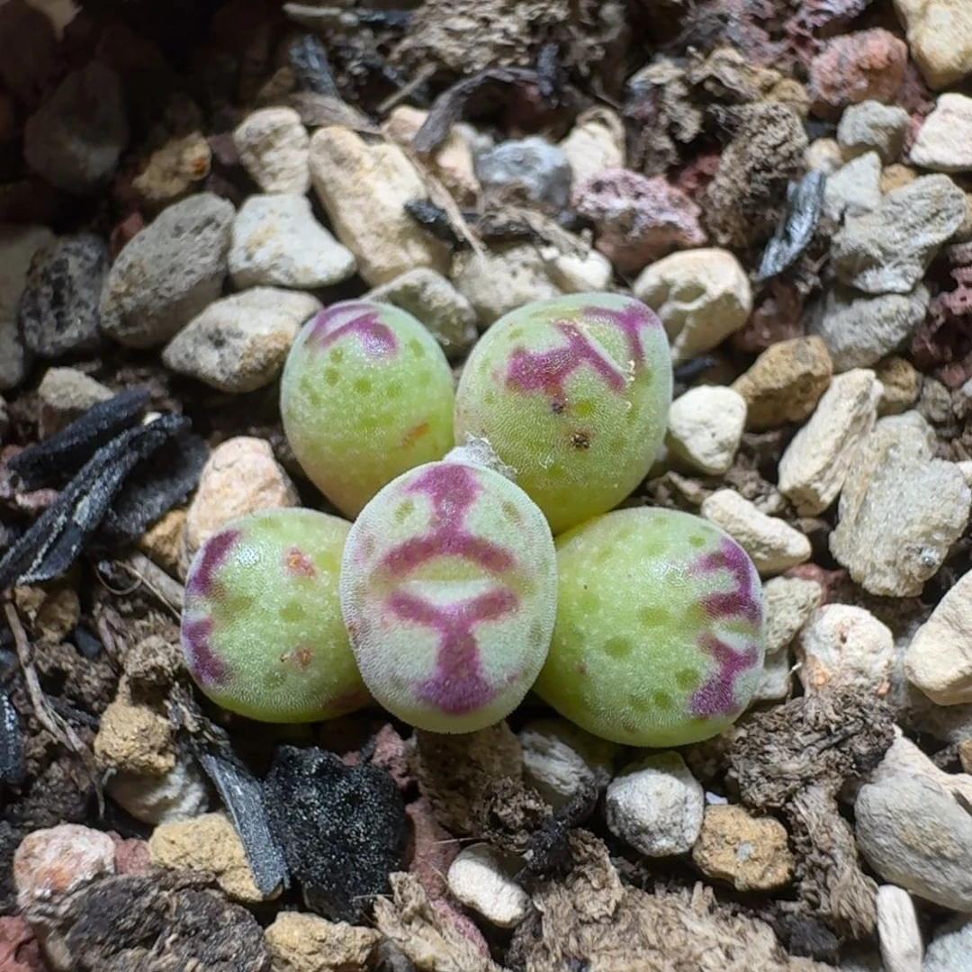 上***虎0214-62原始斑马