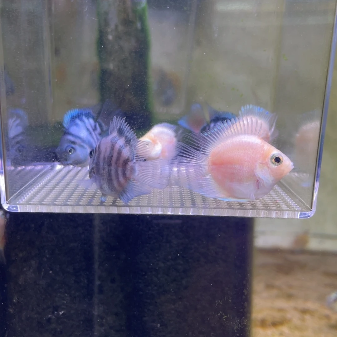短鲷鱼白金宝蓝一组