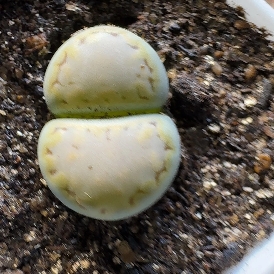生石花2//：/。  26