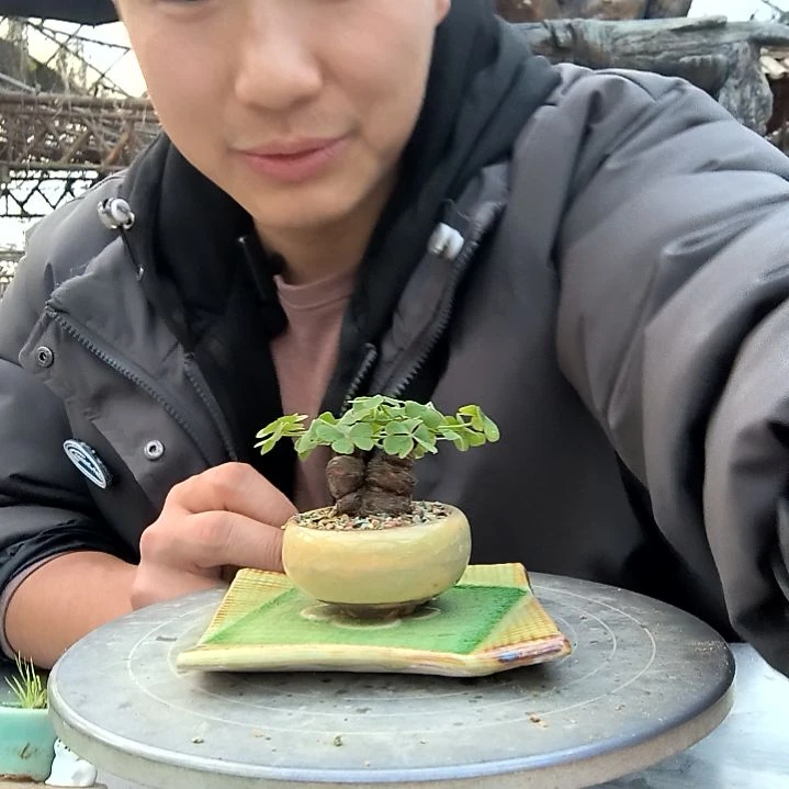 古**语小盆景小植物一物一拍178