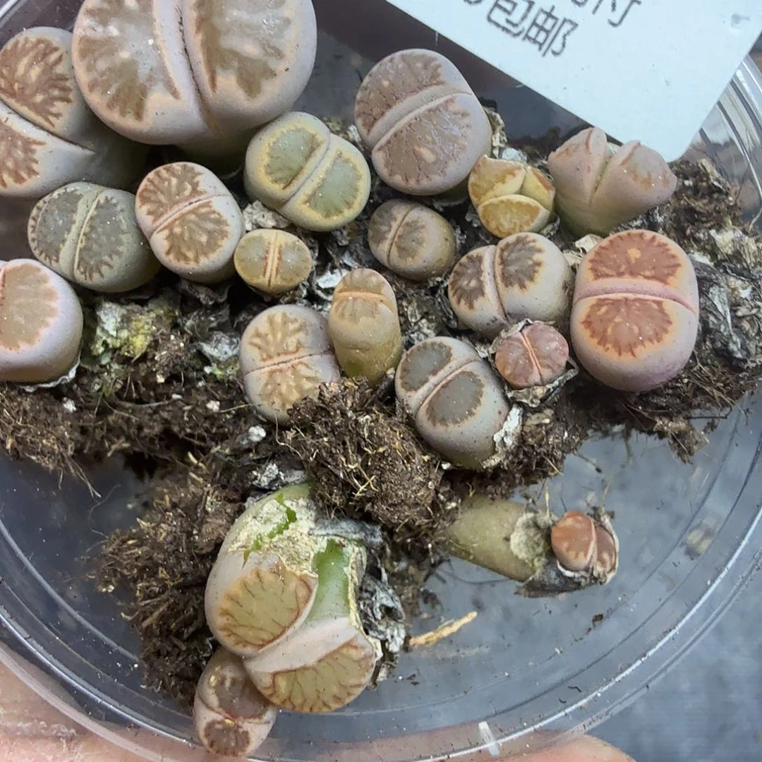 我想吃东西我自己来嘛527不