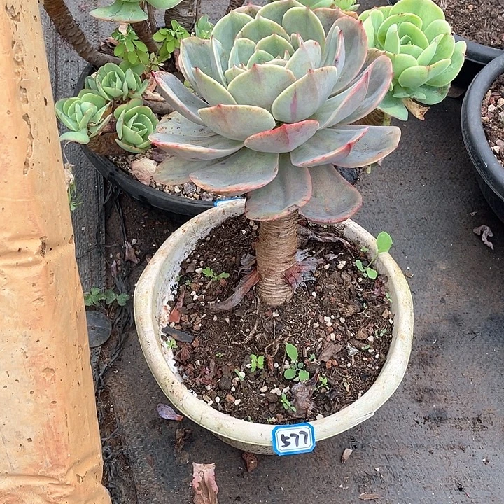 577白雪 一物一拍多肉