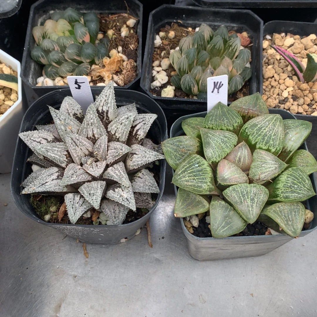 美***灵直播拍，带盆土发货