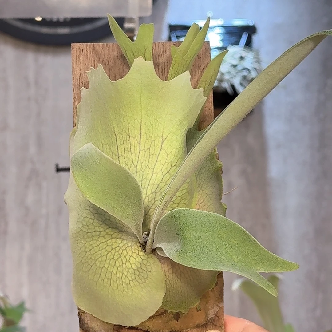 完全开放雷达鹿角蕨