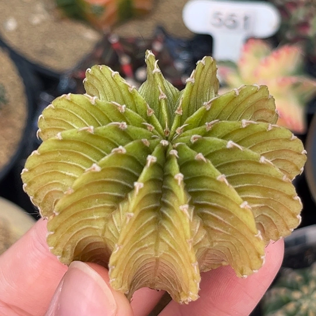 柠檬肋骨 米哈仙人球