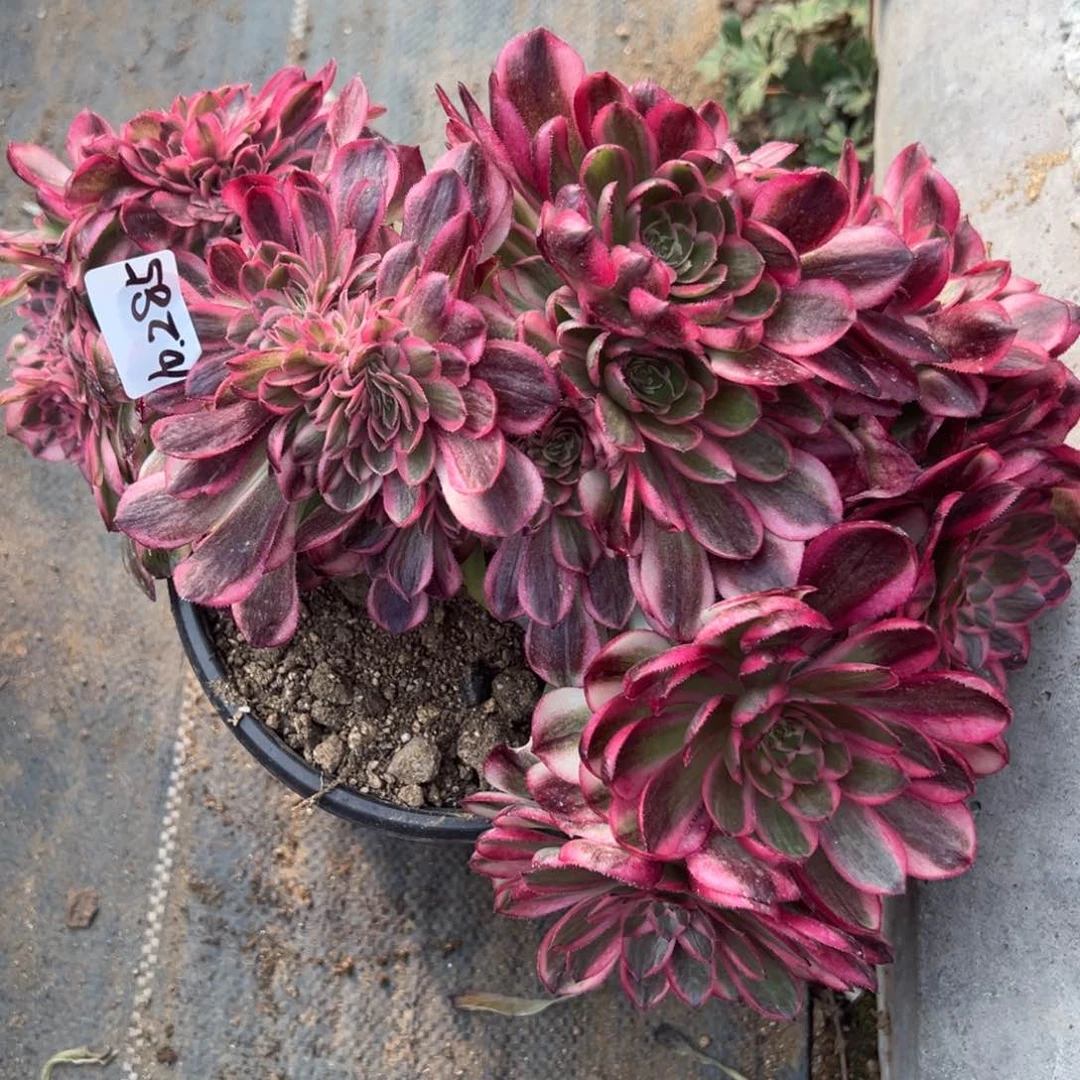 ?**?285荔枝缀多肉植物