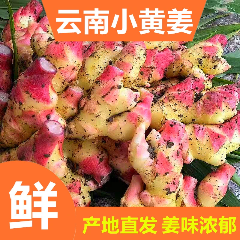 云南高山小黄姜产地直发新鲜现挖辛辣十足姜味浓郁适合泡姜凉拌