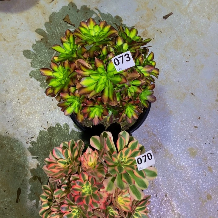 小***娟无花朵073 070000000