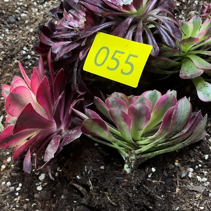 多肉植物福利055