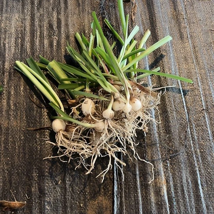 2024杂交苗20樱一组开花无售后