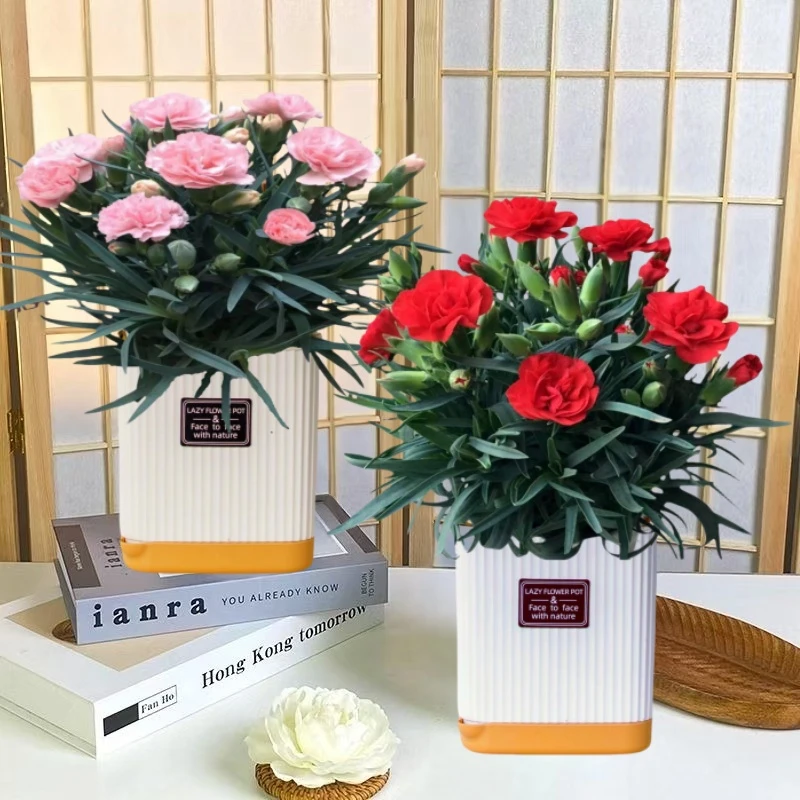 【红色】康乃馨盆栽带花苞四季开花绿植花卉室内阳台庭院好养活