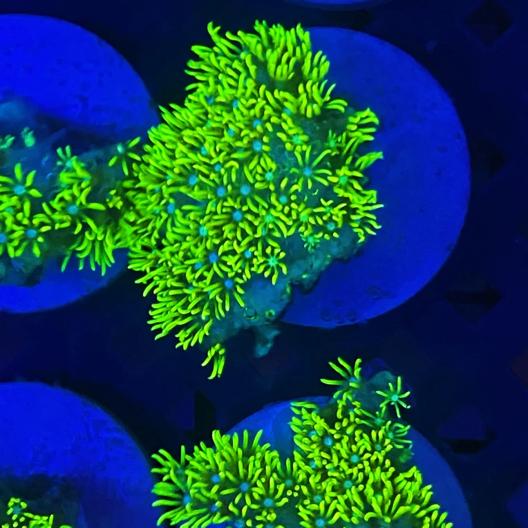 北海超荧光草皮草坪海缸观赏提色珍珠飘逸水草珊瑚海葵软体小盆栽