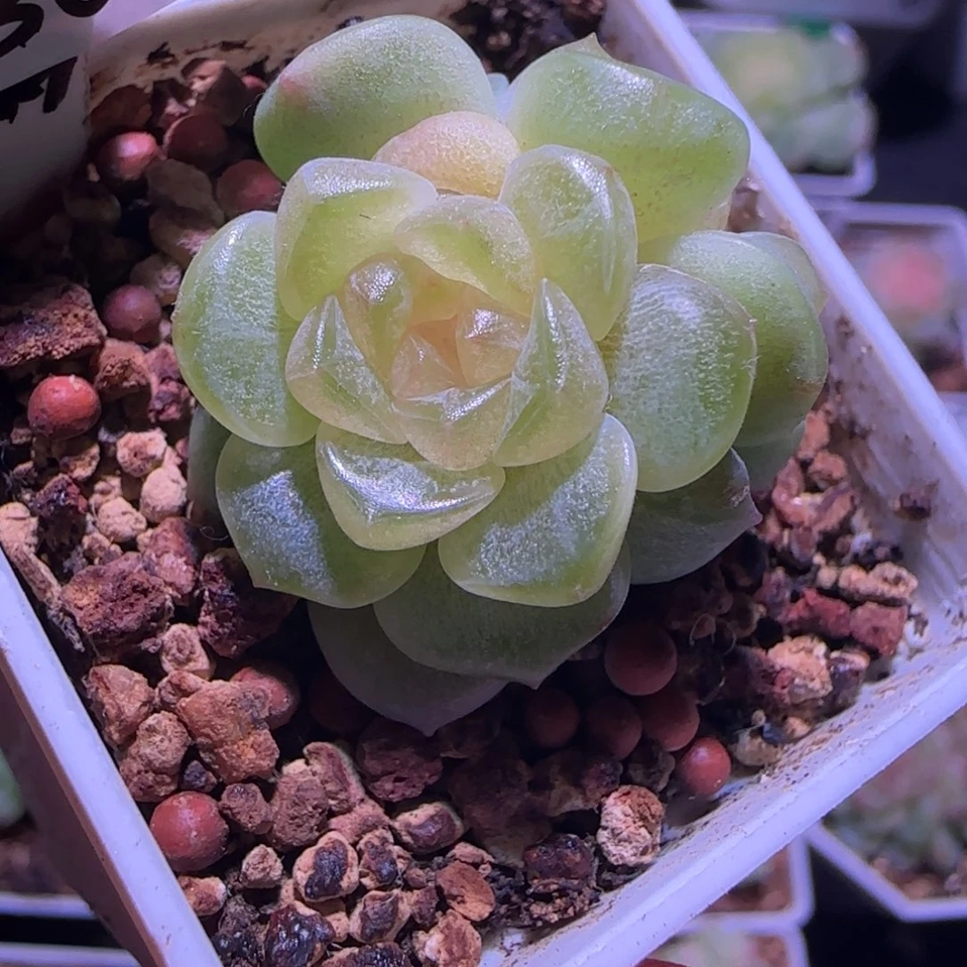 ❀***･30-5福利柔情双头