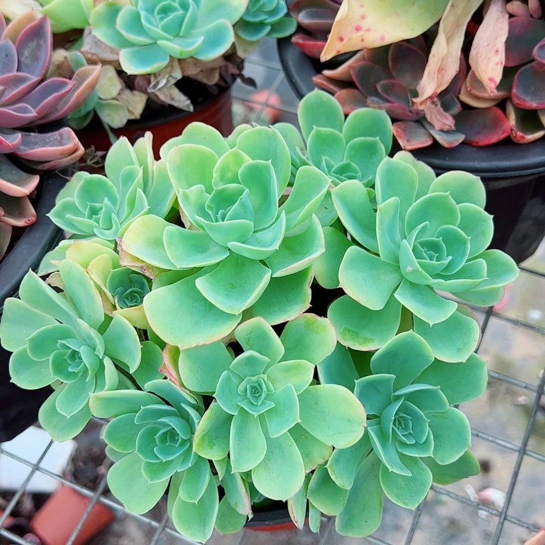 柠檬玫瑰多头造型精品