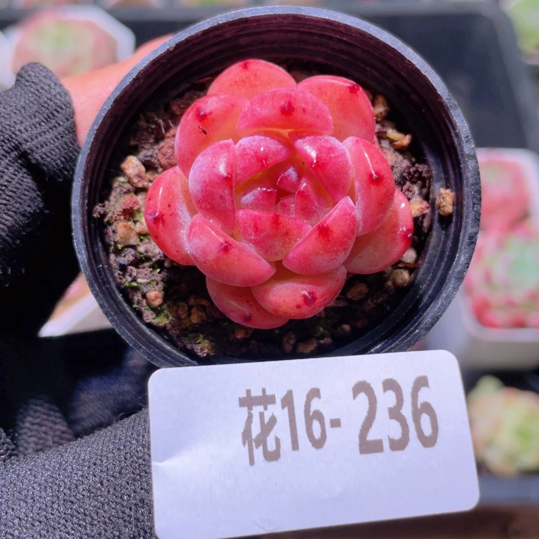 花利美16-236新品
