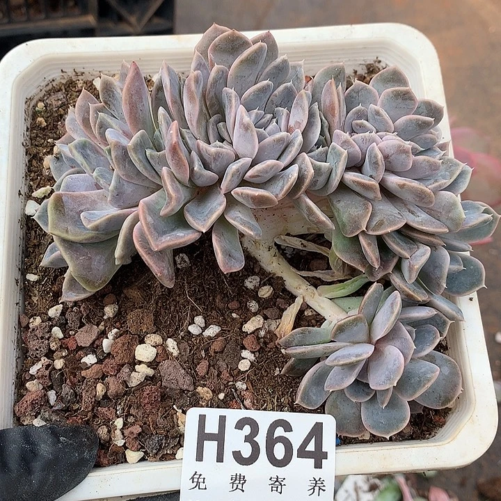 汉堡缀化 非偏远38包邮 节后发