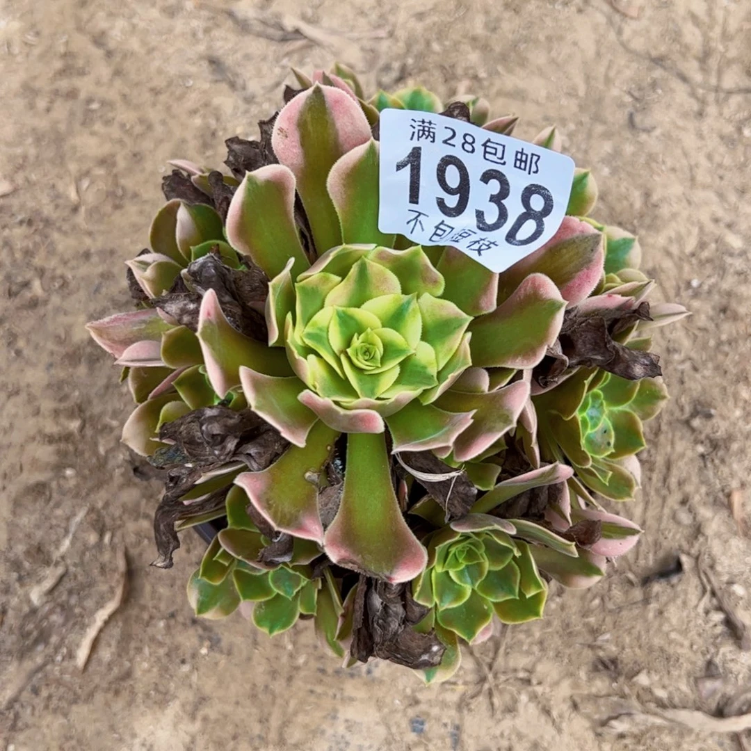 香妃多肉植物法师1938
