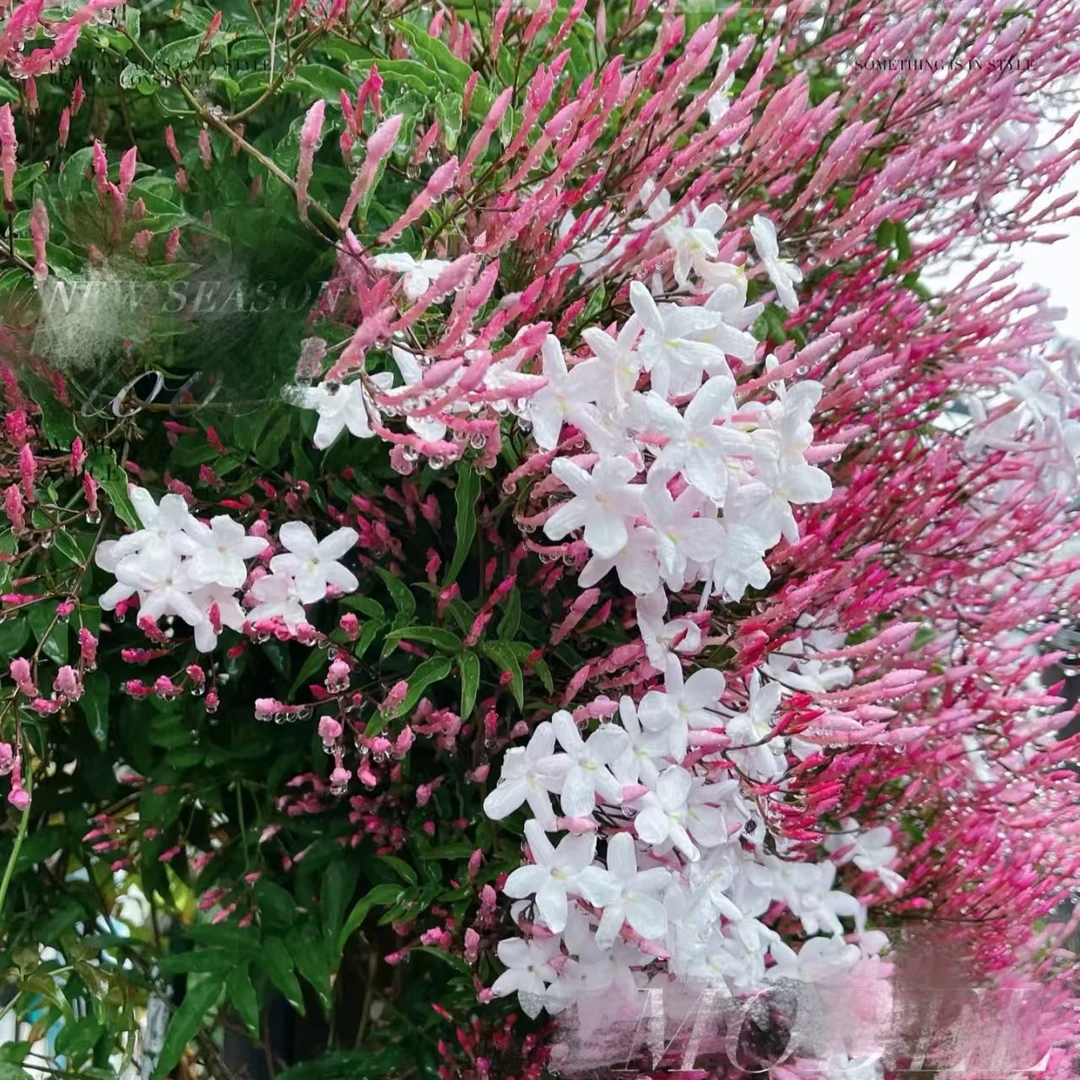 【素馨花】藤本花卉植物白色小风车花型