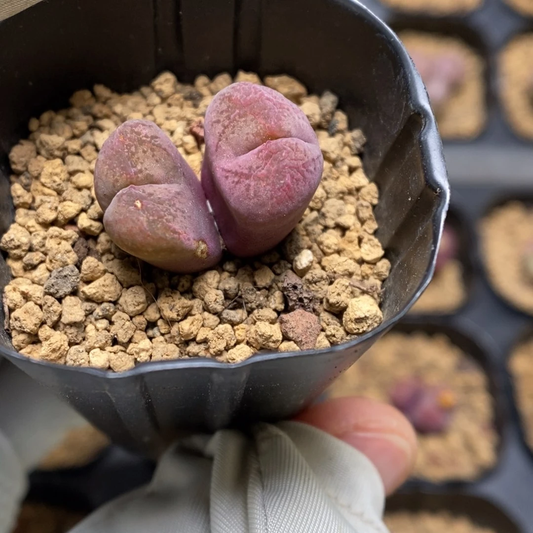 多肉植物肉锥杂交K-3720 伤特风铃杂