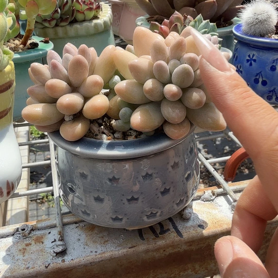 粉色恋人带盆多肉植物