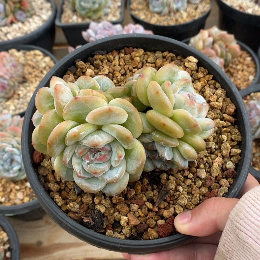 六头绿底紫心翡翠绿