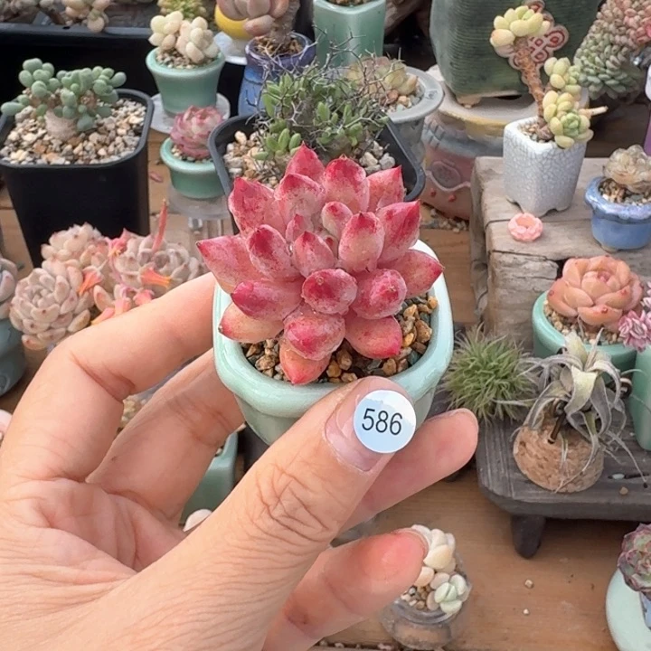586 多肉含土30元包邮➗偏远地区