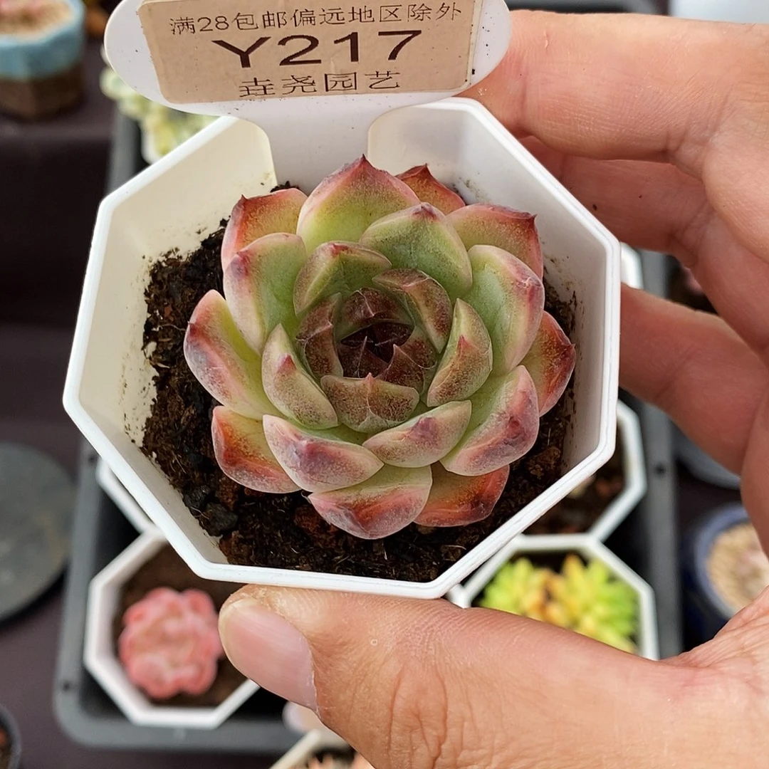 0217 4cm 黑水晶