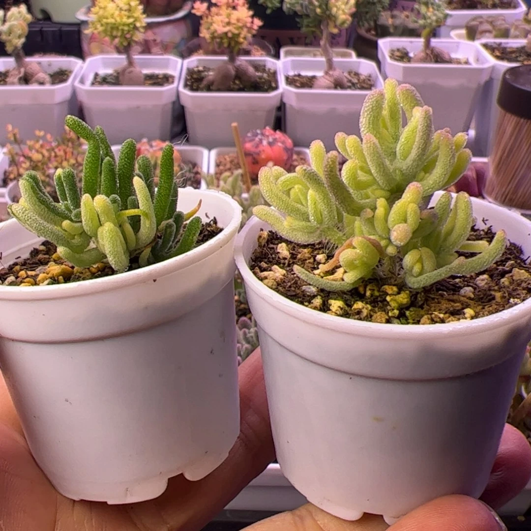 开播福利多肉植物枝干荧光兔锦