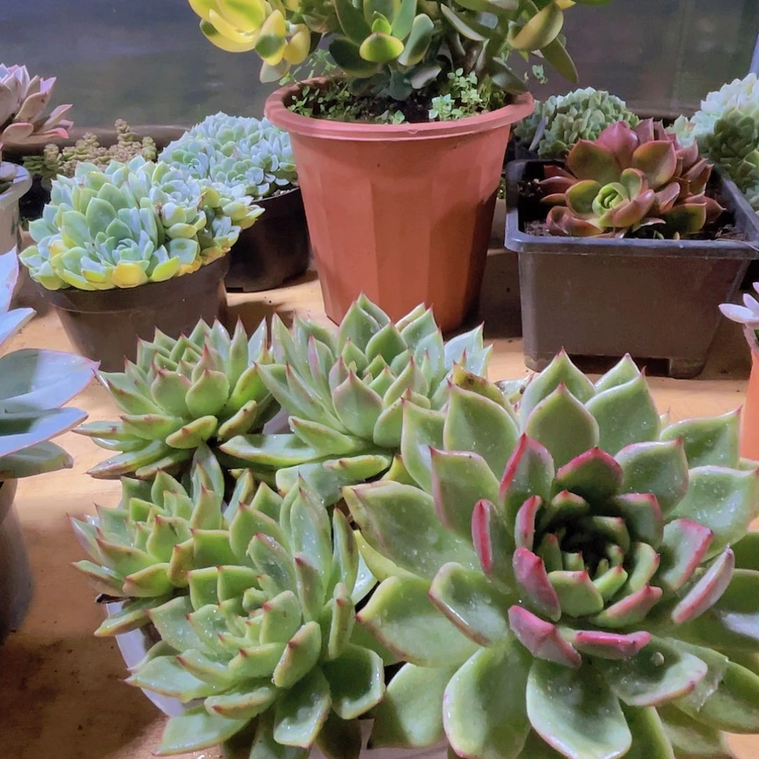 花***儿00000000000000336