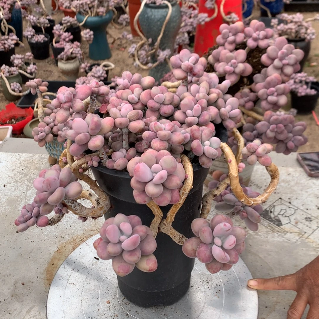 ✿***姬桃蛋老桩带盆22号