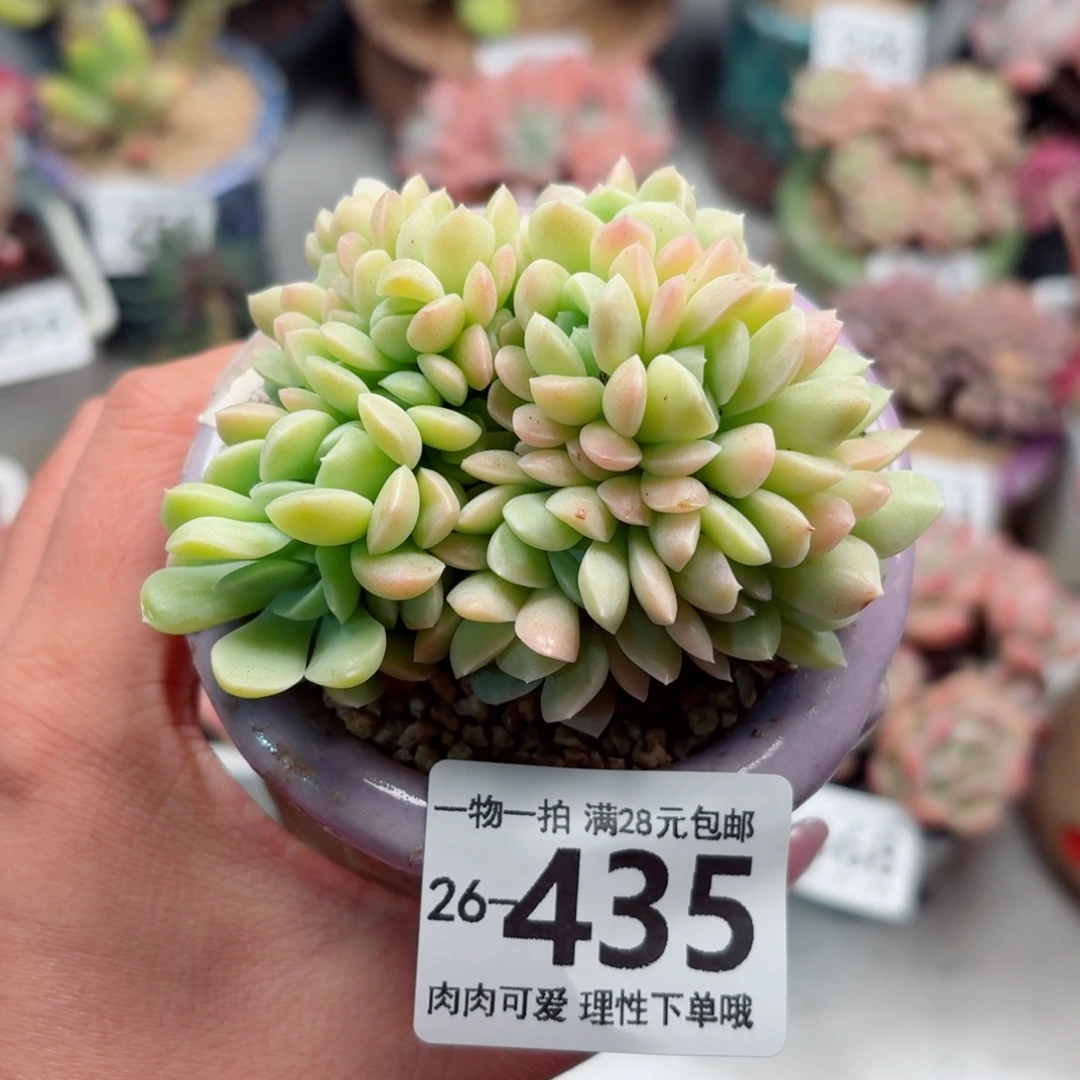 奶油美人缀化无盆土发货无盆