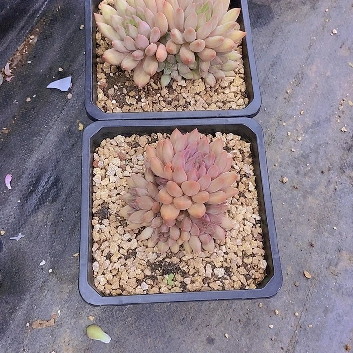 周***周红蜻蜓多肉植物群