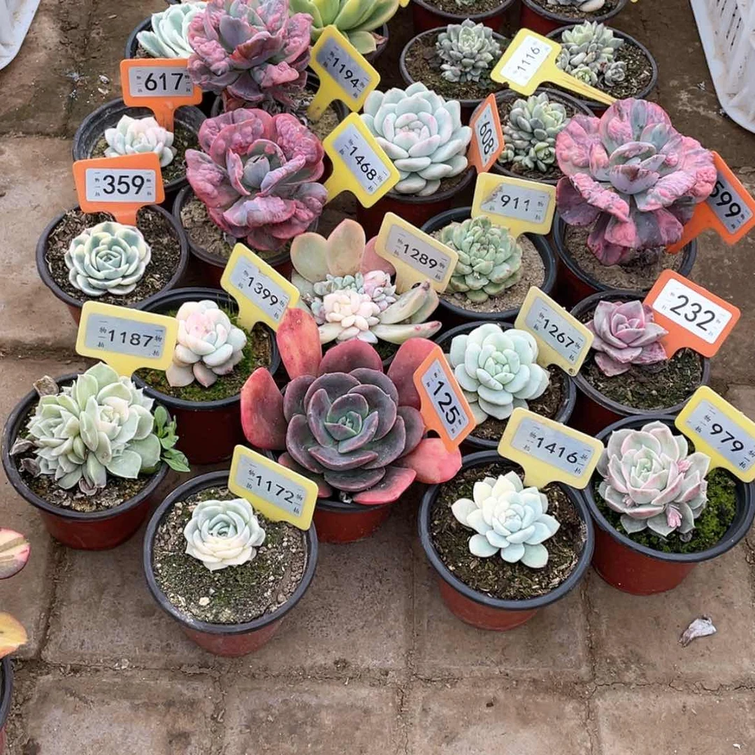 【闪购商品】莹****石旭赫6个