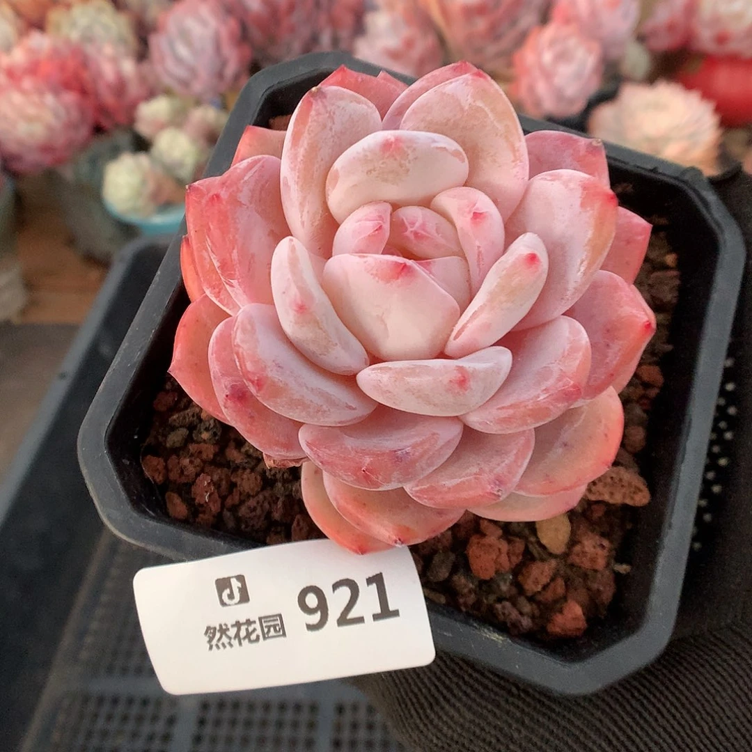 921雪天使多肉植物6666