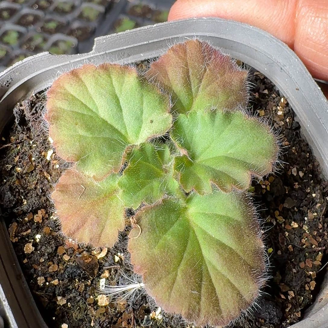 三蕊洋葵一个带盆