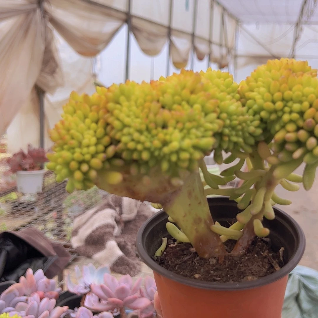 2盆春萌缀 多头多群生