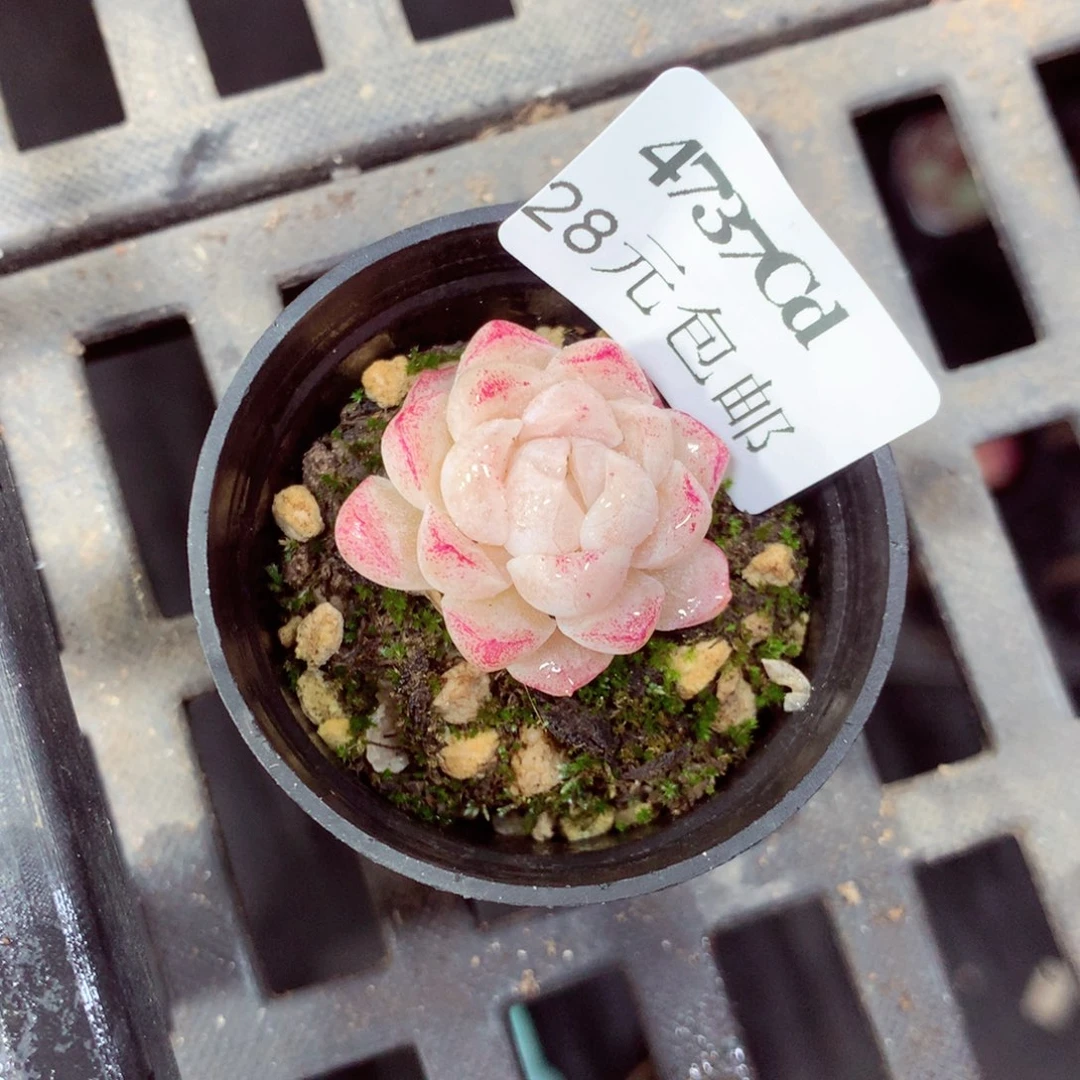 5厘米盆精控多肉4737